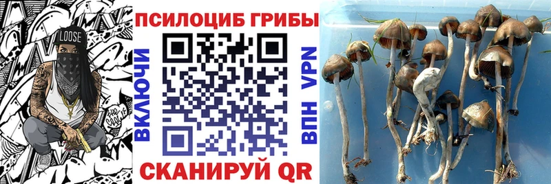 Галлюциногенные грибы мицелий Купить Ковров